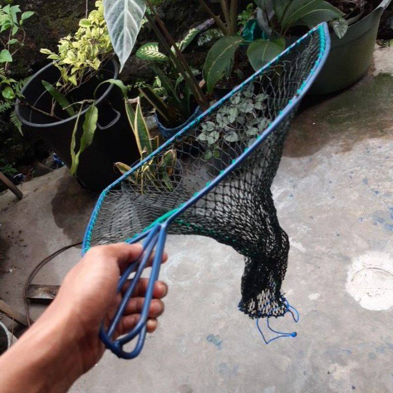Serokan ikan lele besar konsumsi peganga...