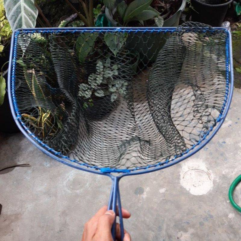 Serokan ikan lele besar konsumsi peganga...